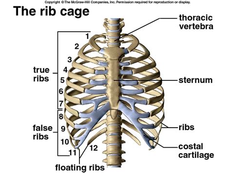 how many ribs in rib cage|Rib Cage: Names of Bones, Anatomy, Functions, & Labeled .